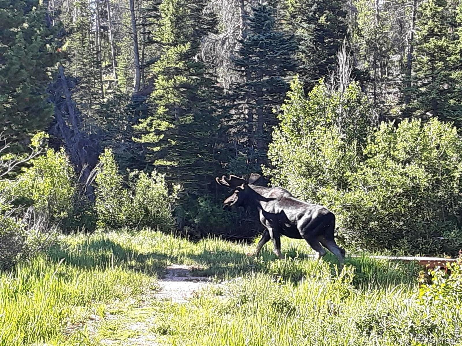 7498 Ottawa Way Red Feather Lakes CO 80545