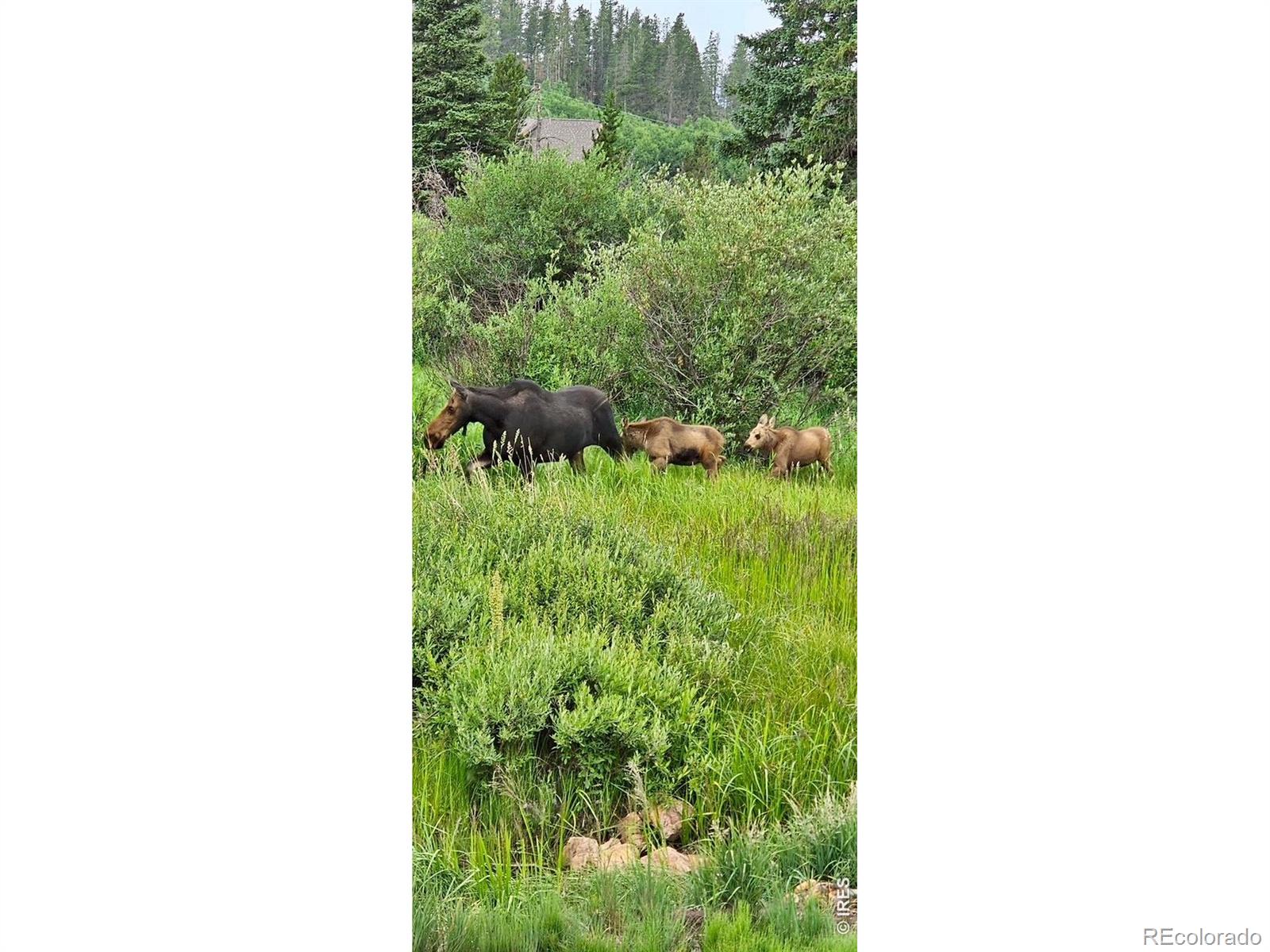 7498 Ottawa Way Red Feather Lakes CO 80545