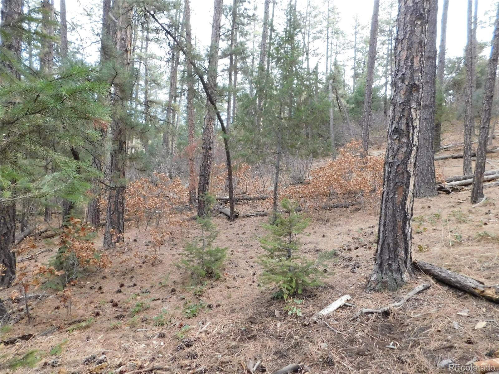8139 Bannock Drive Larkspur CO 80118