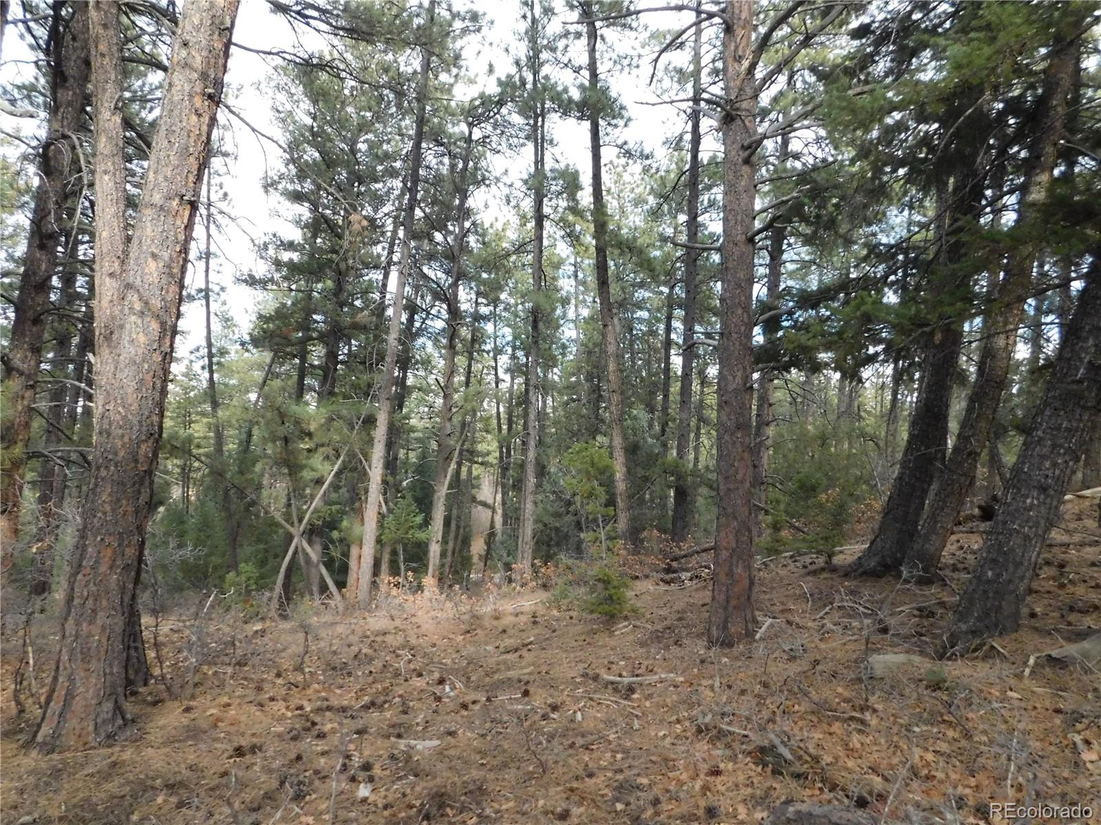 8139 Bannock Drive Larkspur CO 80118