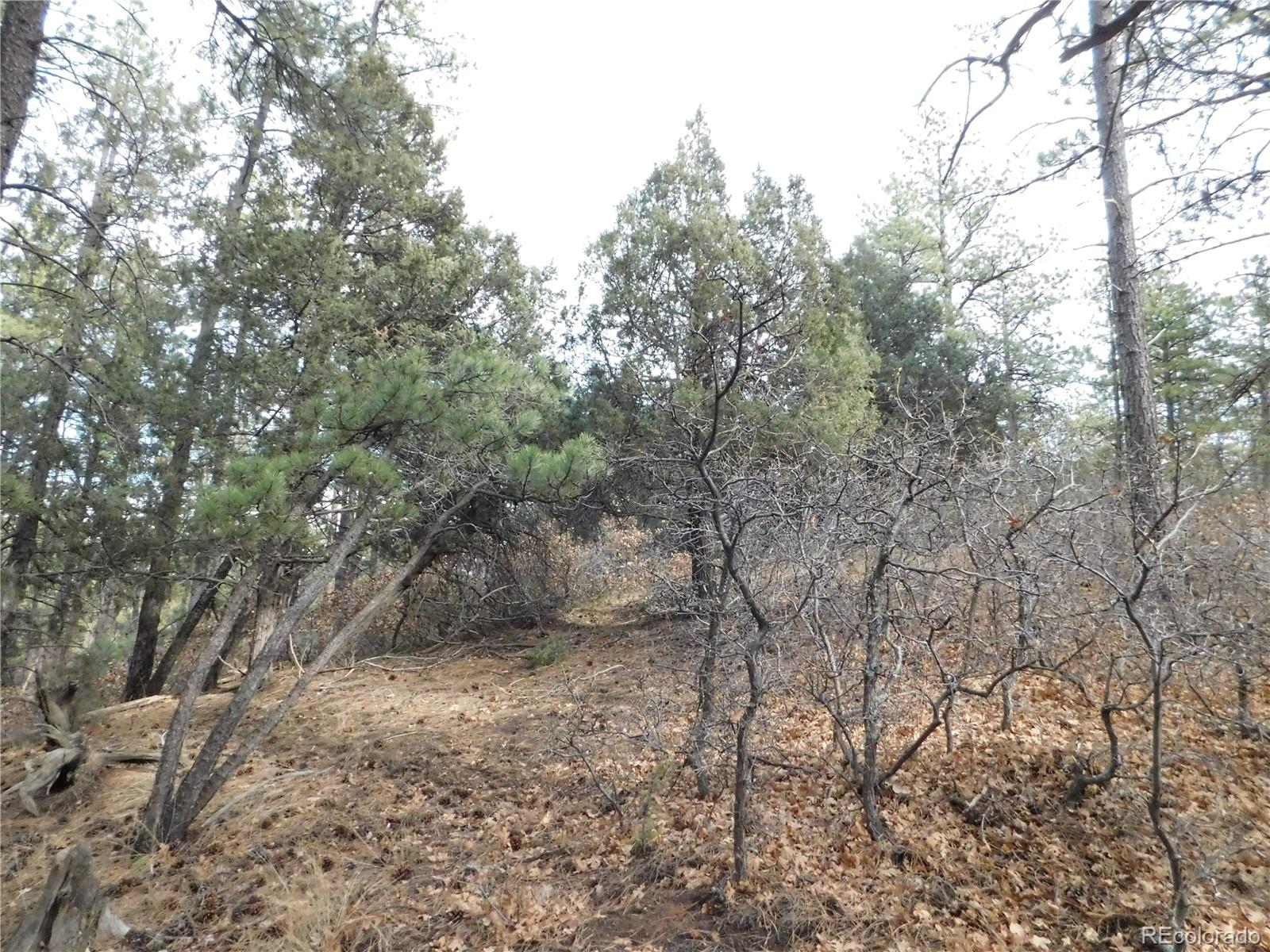 8139 Bannock Drive Larkspur CO 80118