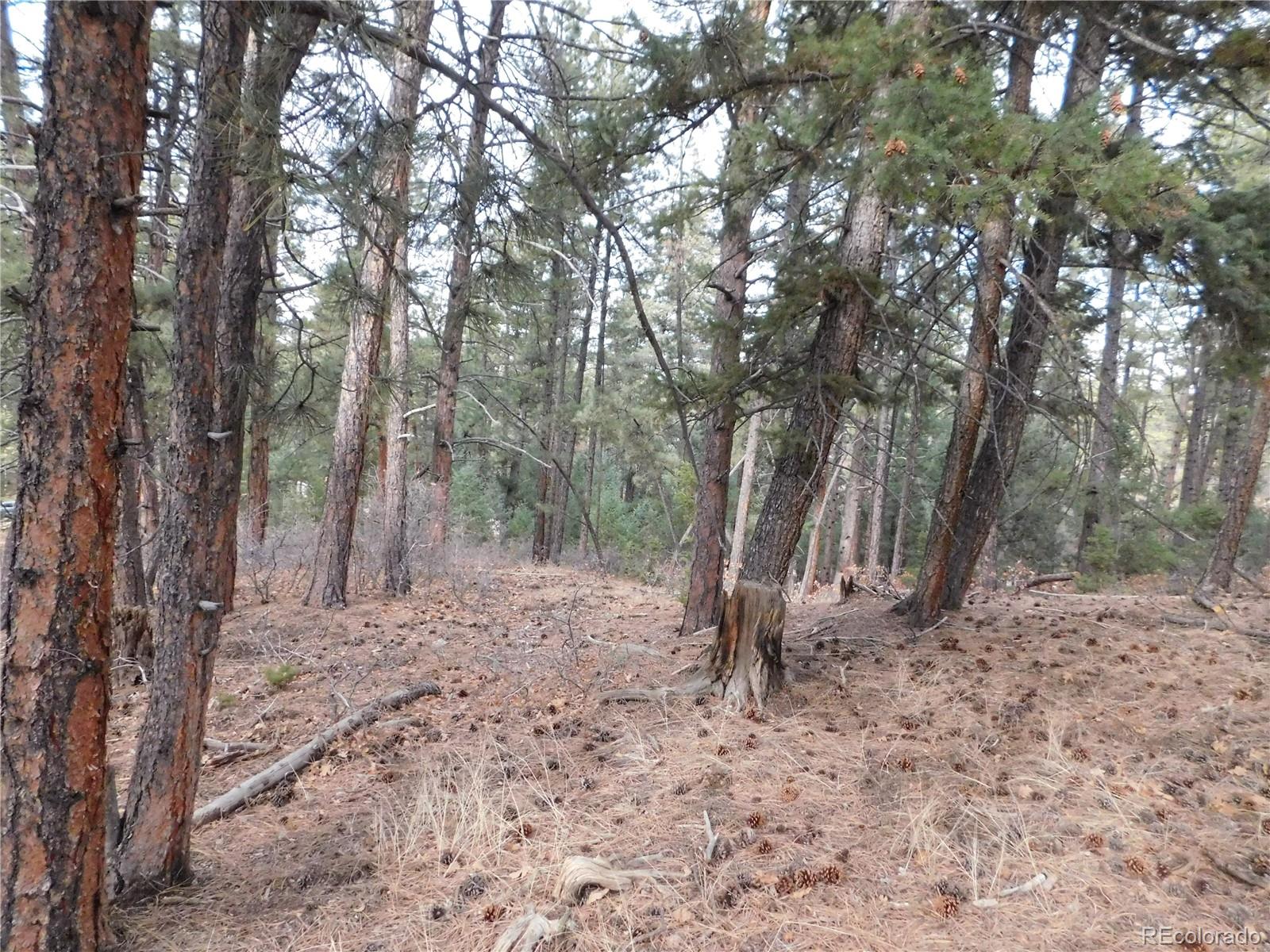 8139 Bannock Drive Larkspur CO 80118
