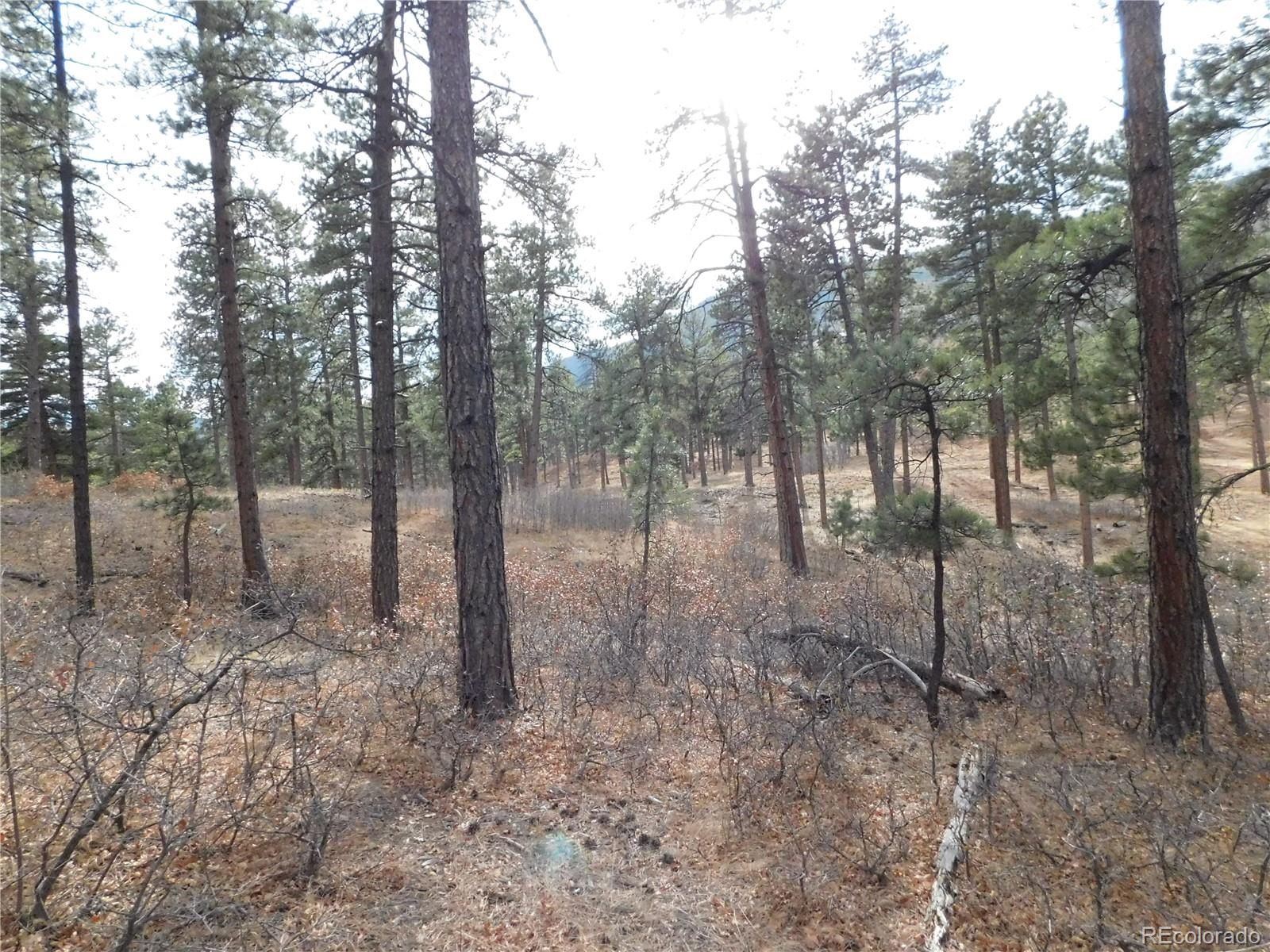 8139 Bannock Drive Larkspur CO 80118
