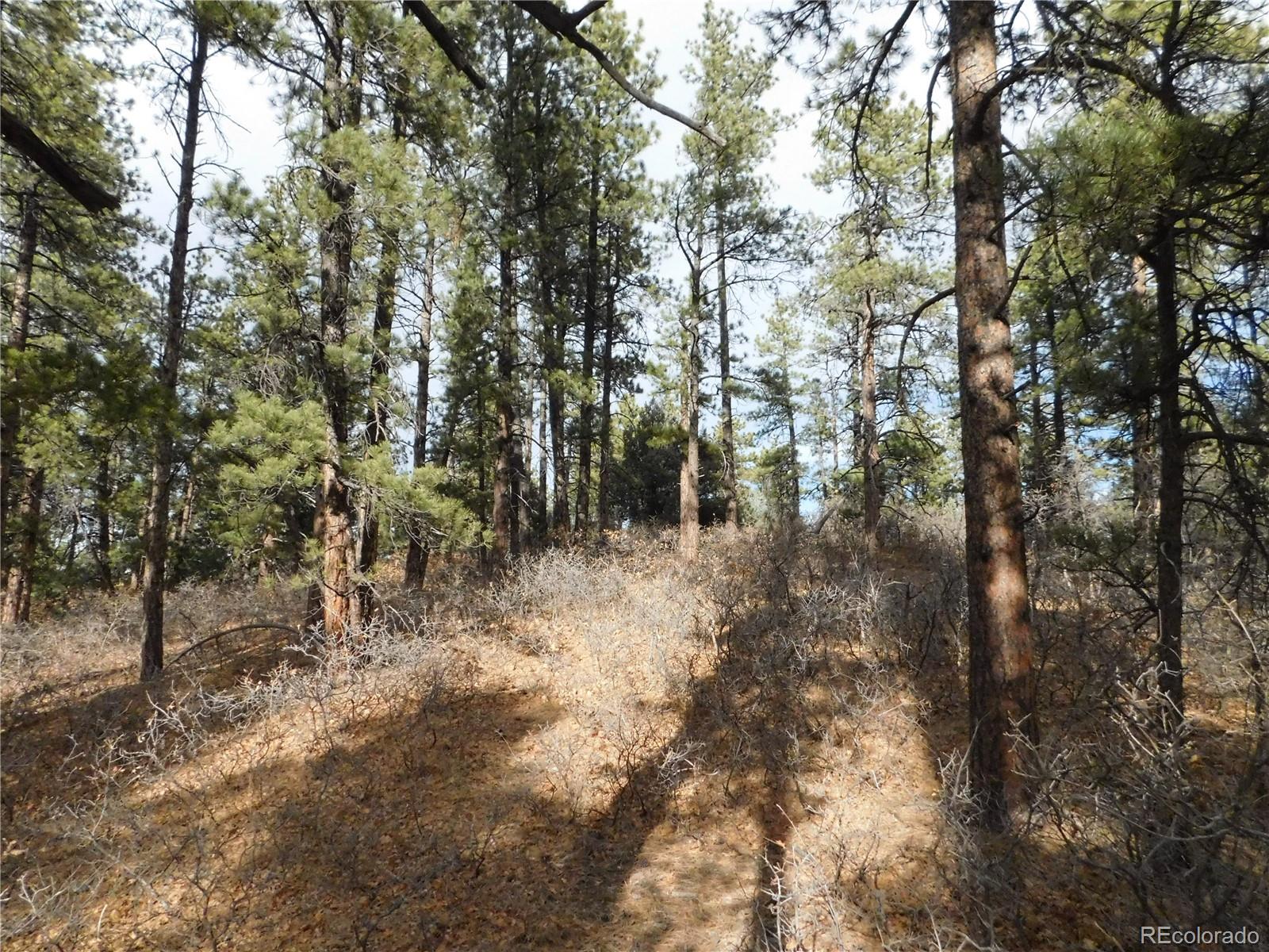 8139 Bannock Drive Larkspur CO 80118