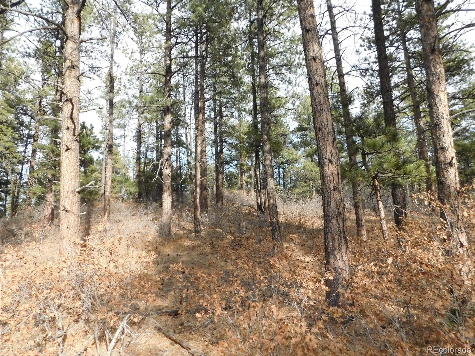 8139 Bannock Drive Larkspur CO 80118