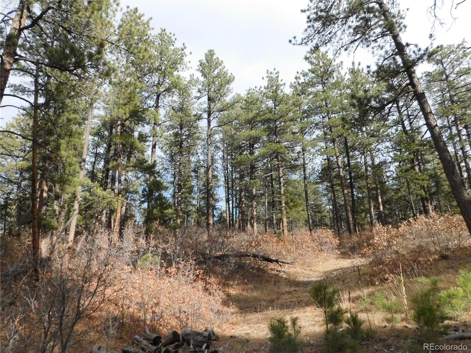 8139 Bannock Drive Larkspur CO 80118