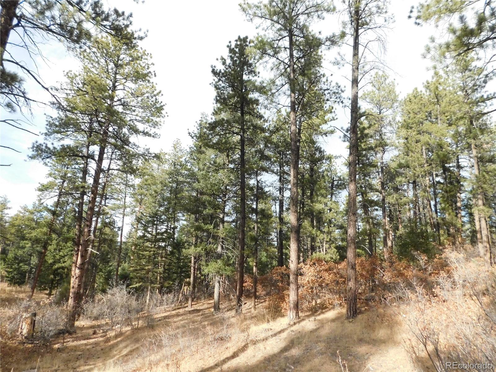 8139 Bannock Drive Larkspur CO 80118