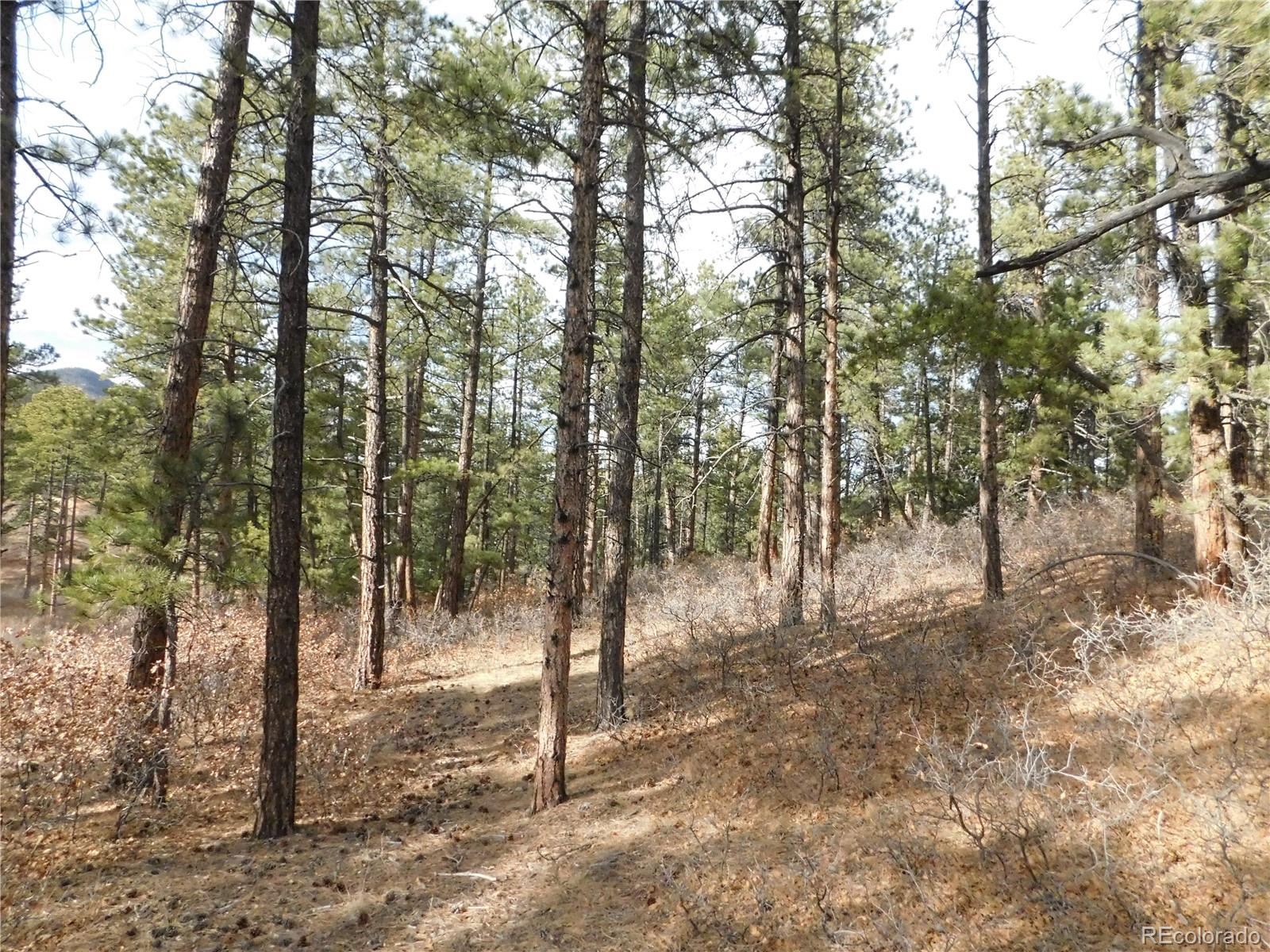 8139 Bannock Drive Larkspur CO 80118