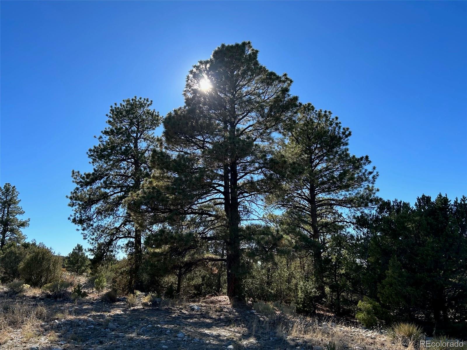 25 Pioneer Road Mosca CO 81144
