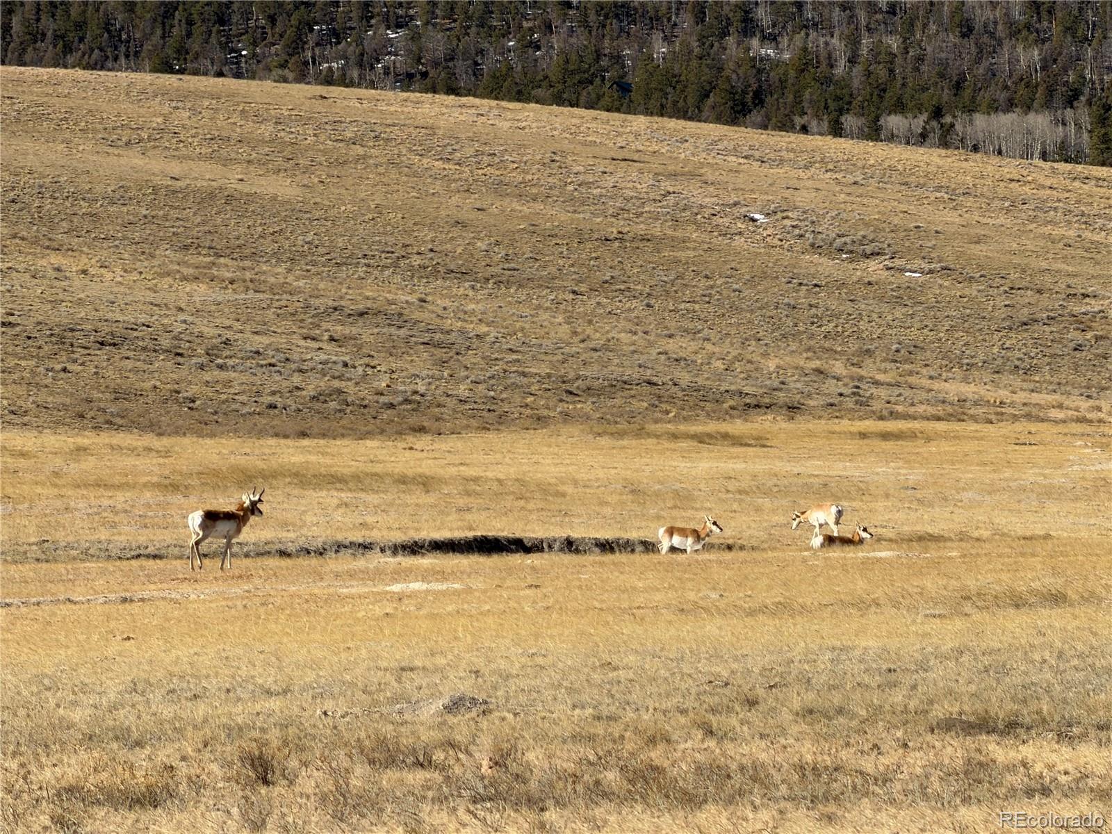 3 Ranch Hartsel CO 80449