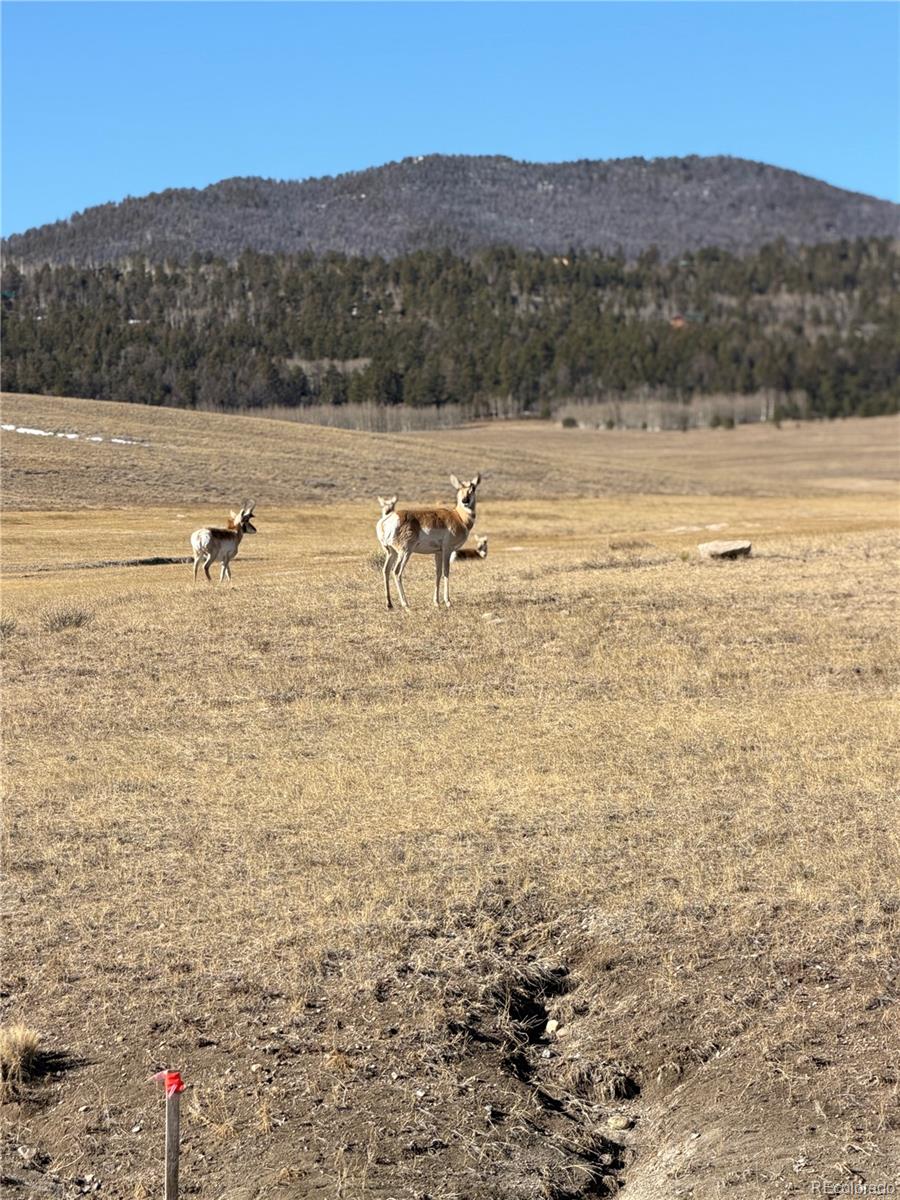 3 Ranch Hartsel CO 80449