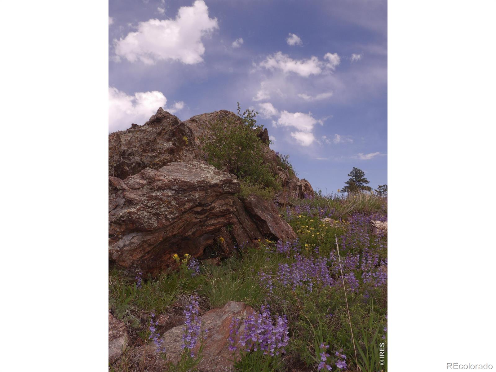 3434 Davis Ranch Road Bellvue CO 80512
