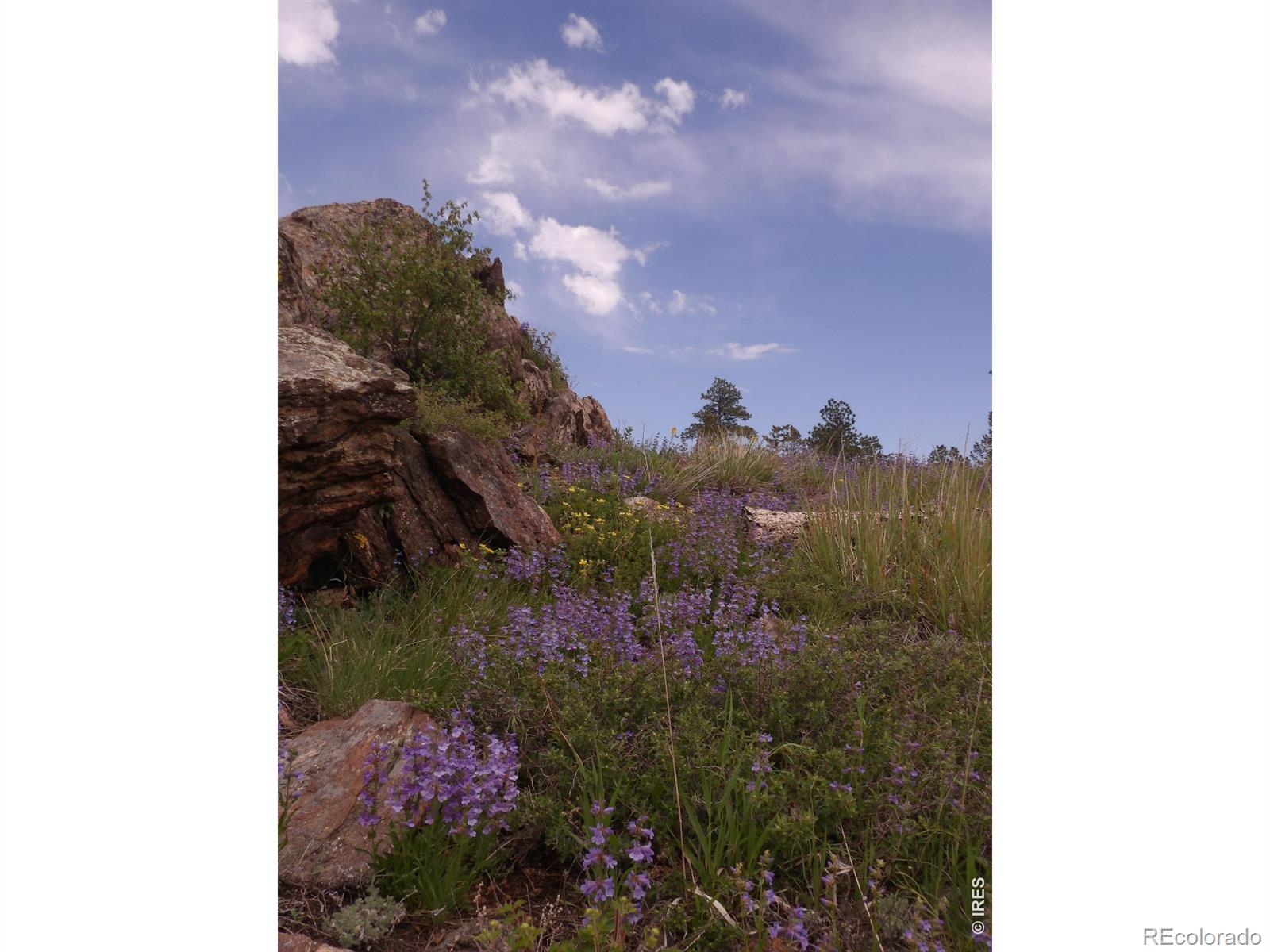 3434 Davis Ranch Road Bellvue CO 80512
