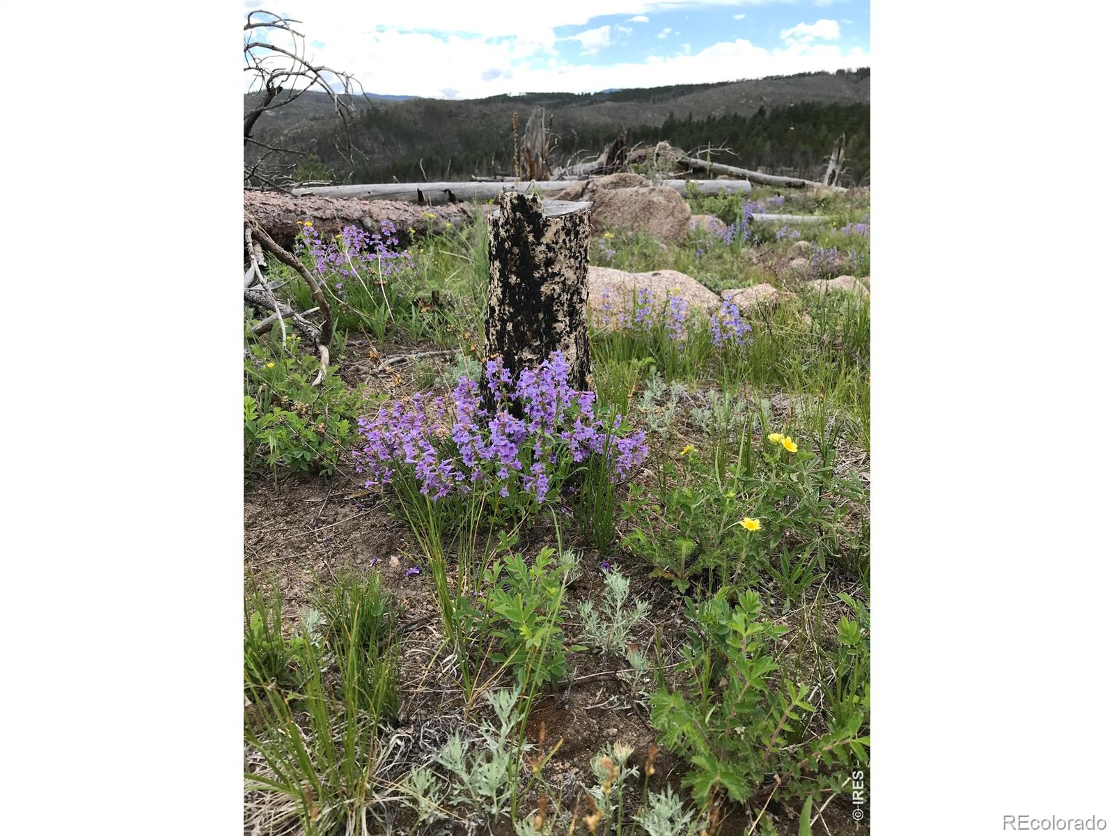 3434 Davis Ranch Road Bellvue CO 80512