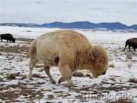 00 Downey Road Hartsel CO 80449