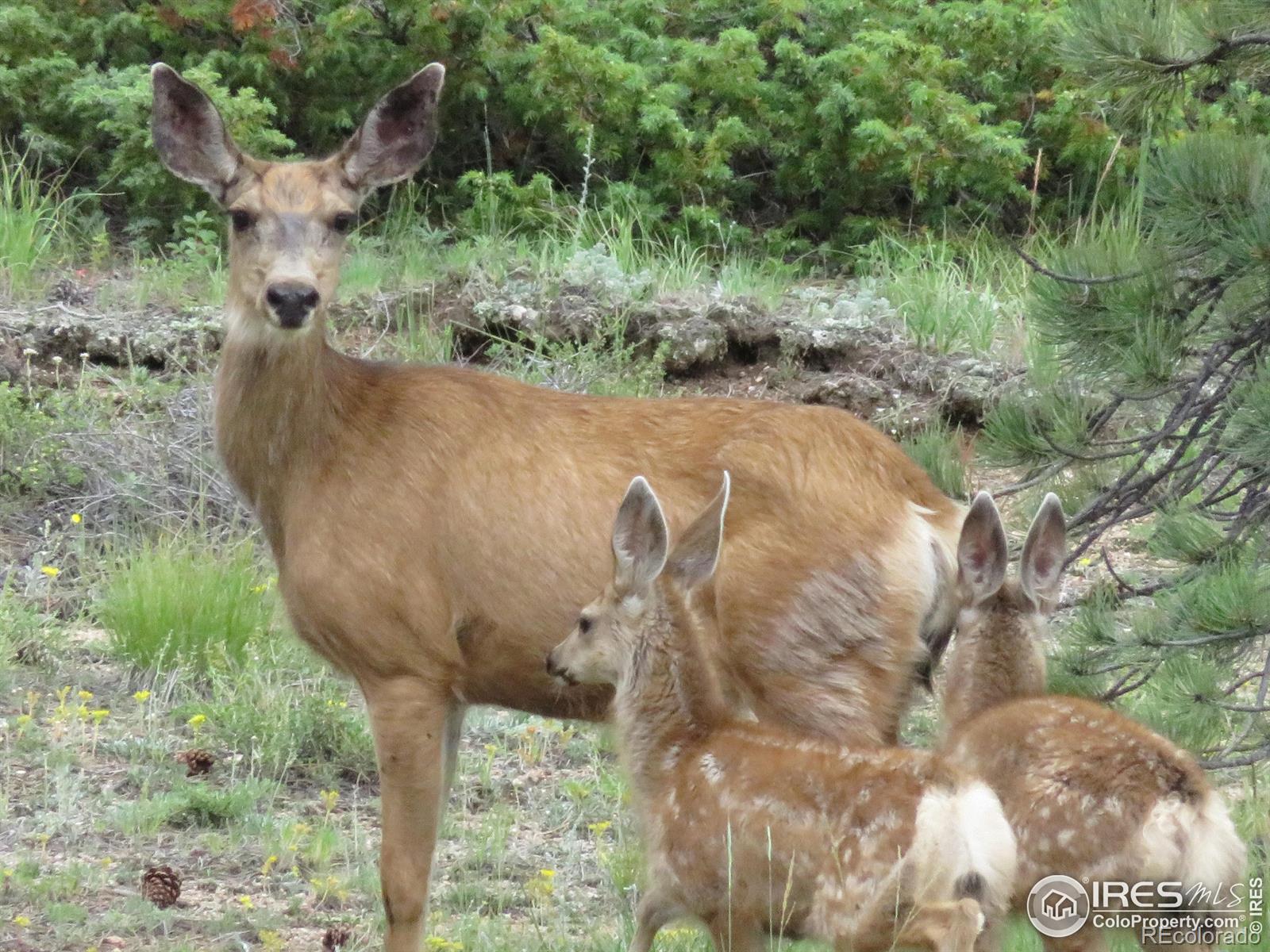 2 Fox Meadow Lane Red Feather Lakes CO 80545