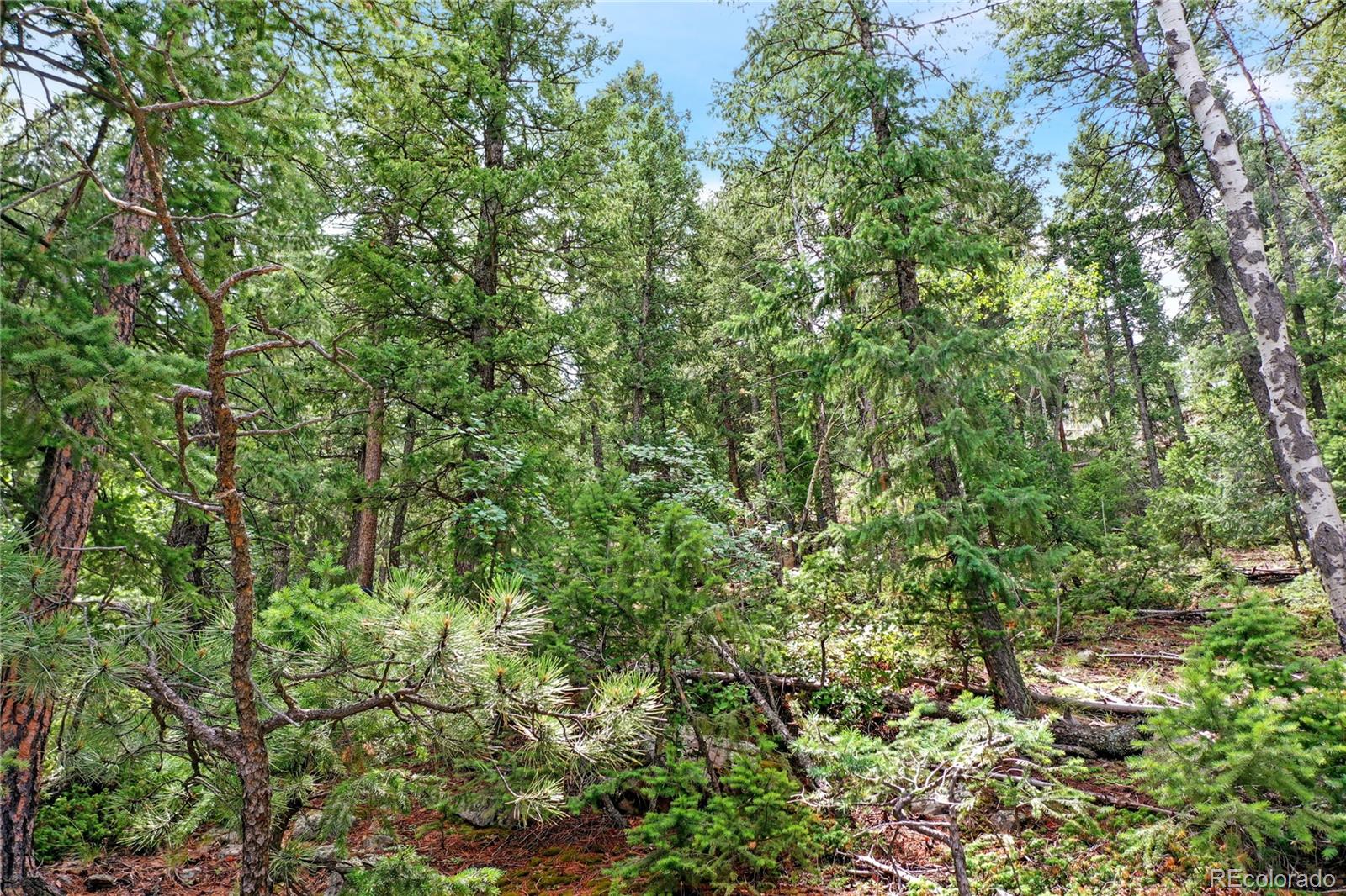 26367 Bell Park Drive Evergreen CO 80439