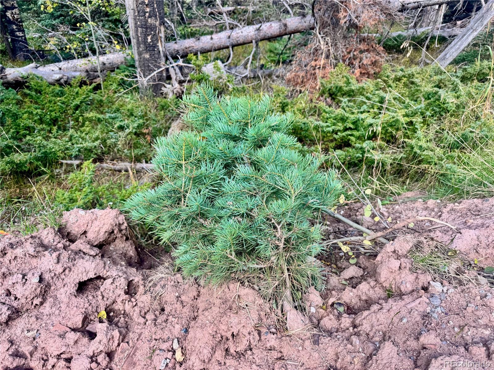 Lot 2843 Wendt Lane Fort Garland CO 81133