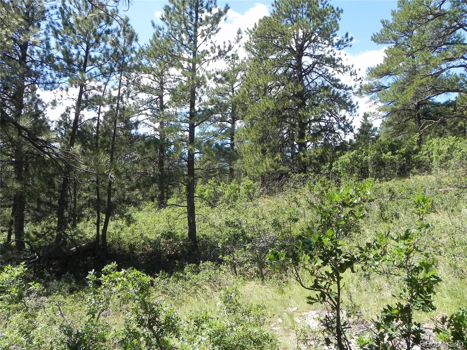 4144 Cheyenne Drive Larkspur CO 80118