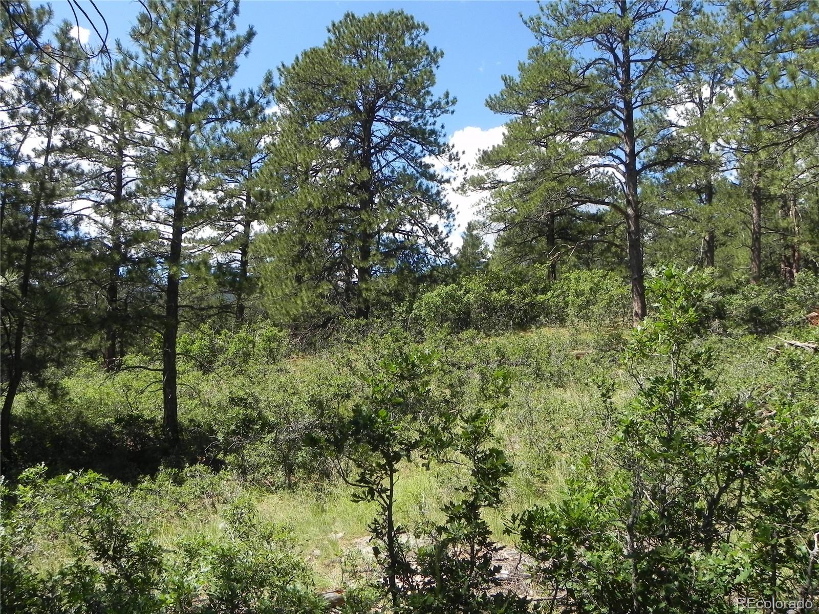 4144 Cheyenne Drive Larkspur CO 80118