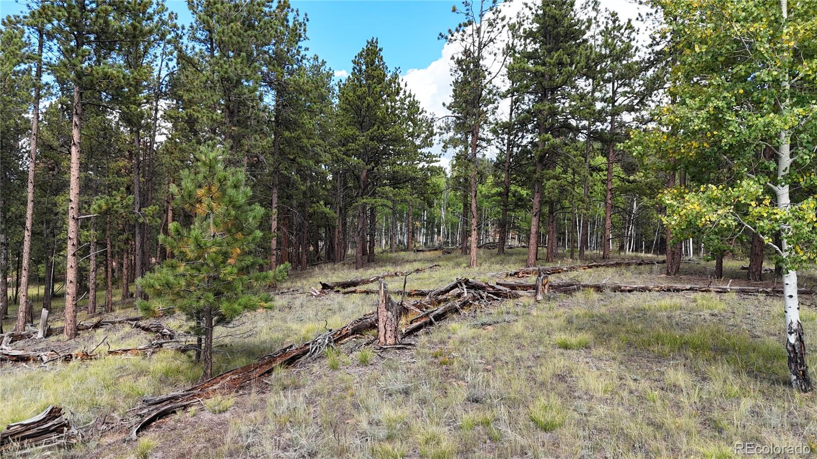 2265 Vagabond Creek Drive Lake George CO 80827