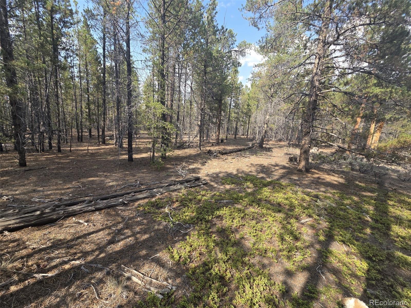 455 Spruce Drive Leadville CO 80461