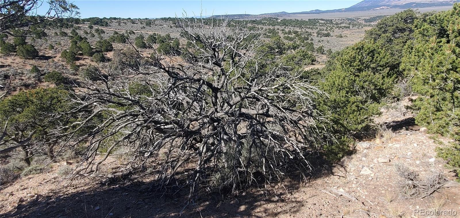 Lot 7356 Bidwell Road Fort Garland CO 81133