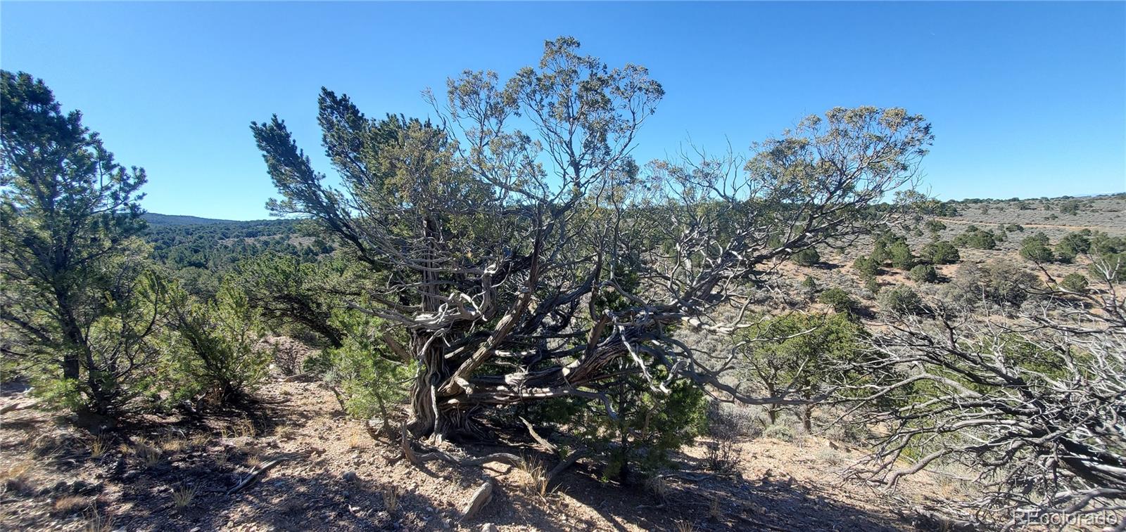 Lot 7356 Bidwell Road Fort Garland CO 81133