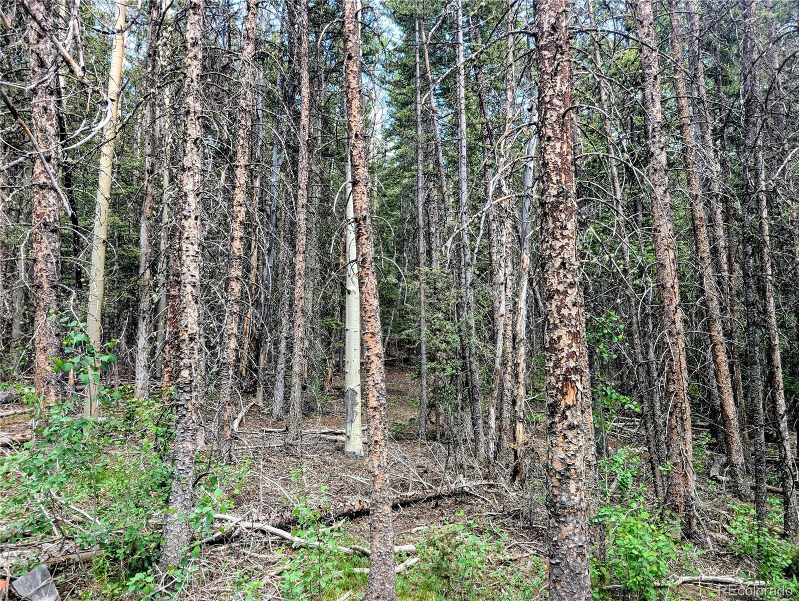 8.5 Acres Phillips Road Fort Garland CO 81133