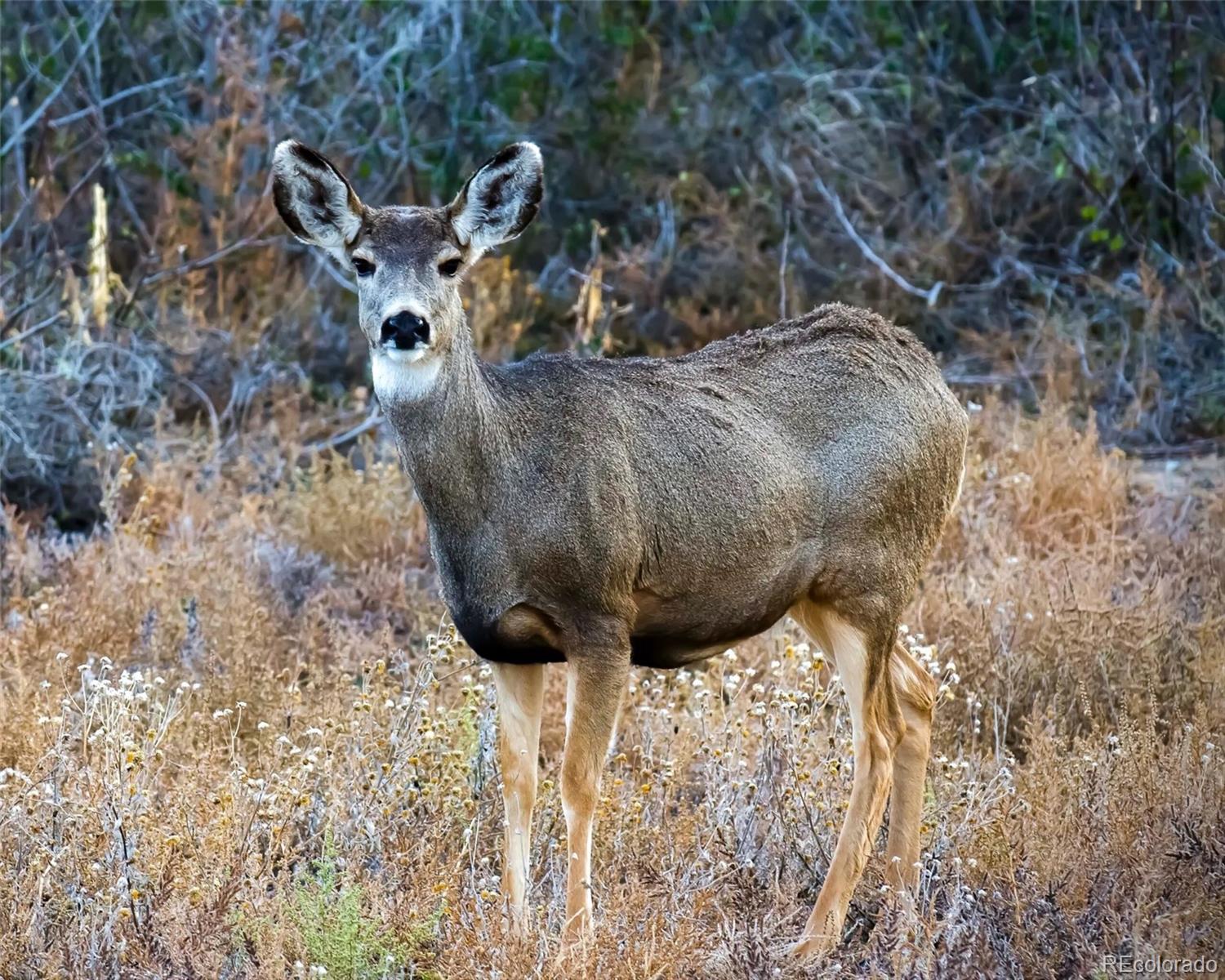 7708 Hawks Nest Trail Littleton CO 80125