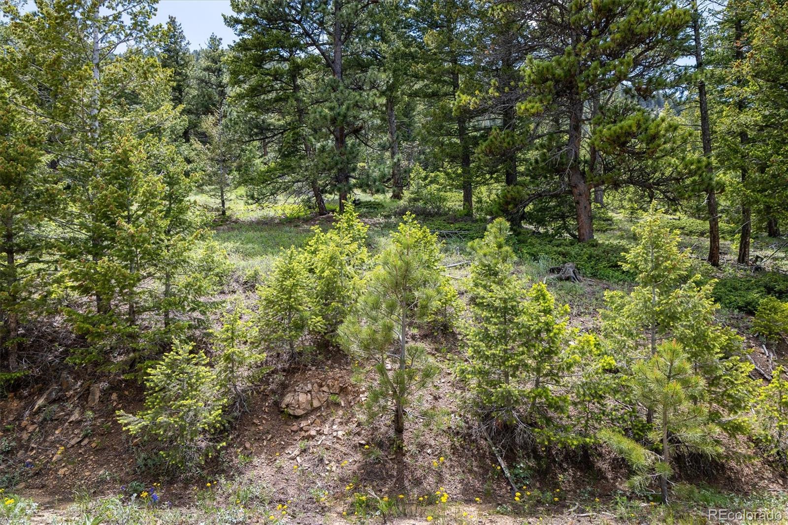 1259 Chute Road Golden CO 80403