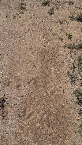 17222 Little Shadow Trail Littleton CO 80127