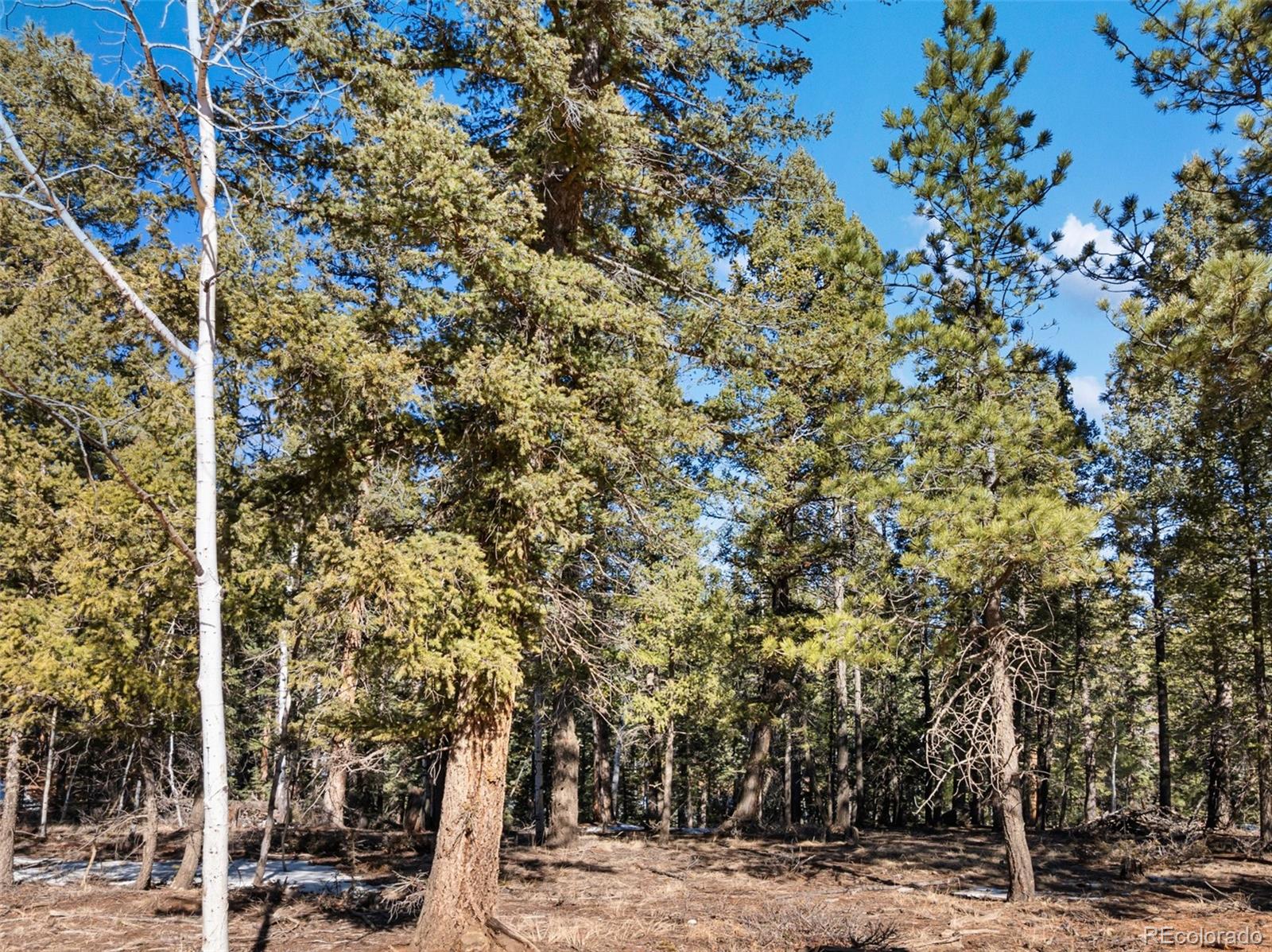 810 Ridge Road Divide CO 80814