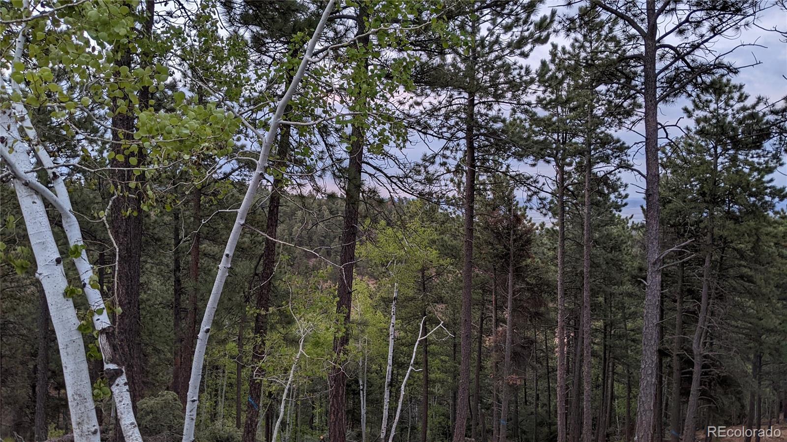13886 Boulder Lane Larkspur CO 80118