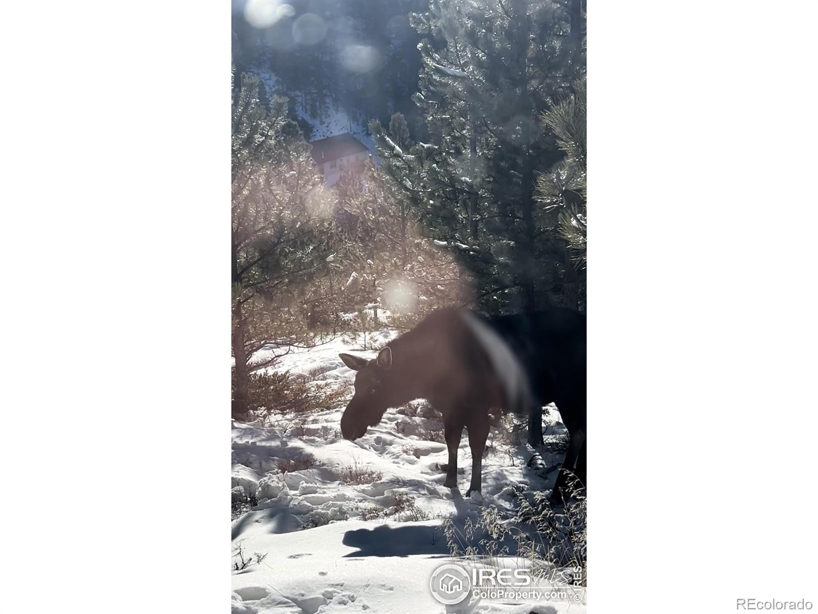 416 Comanche Circle Red Feather Lakes CO 80545