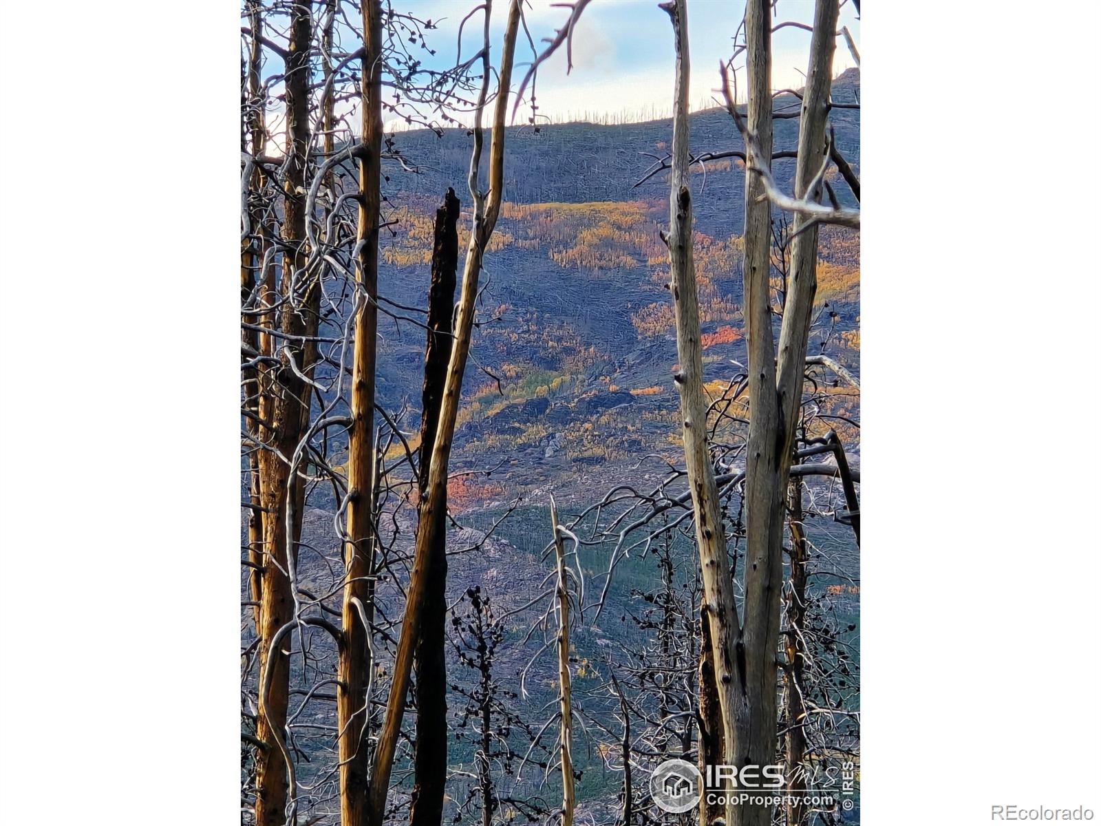 75 Sheep Horn Court Bellvue CO 80512