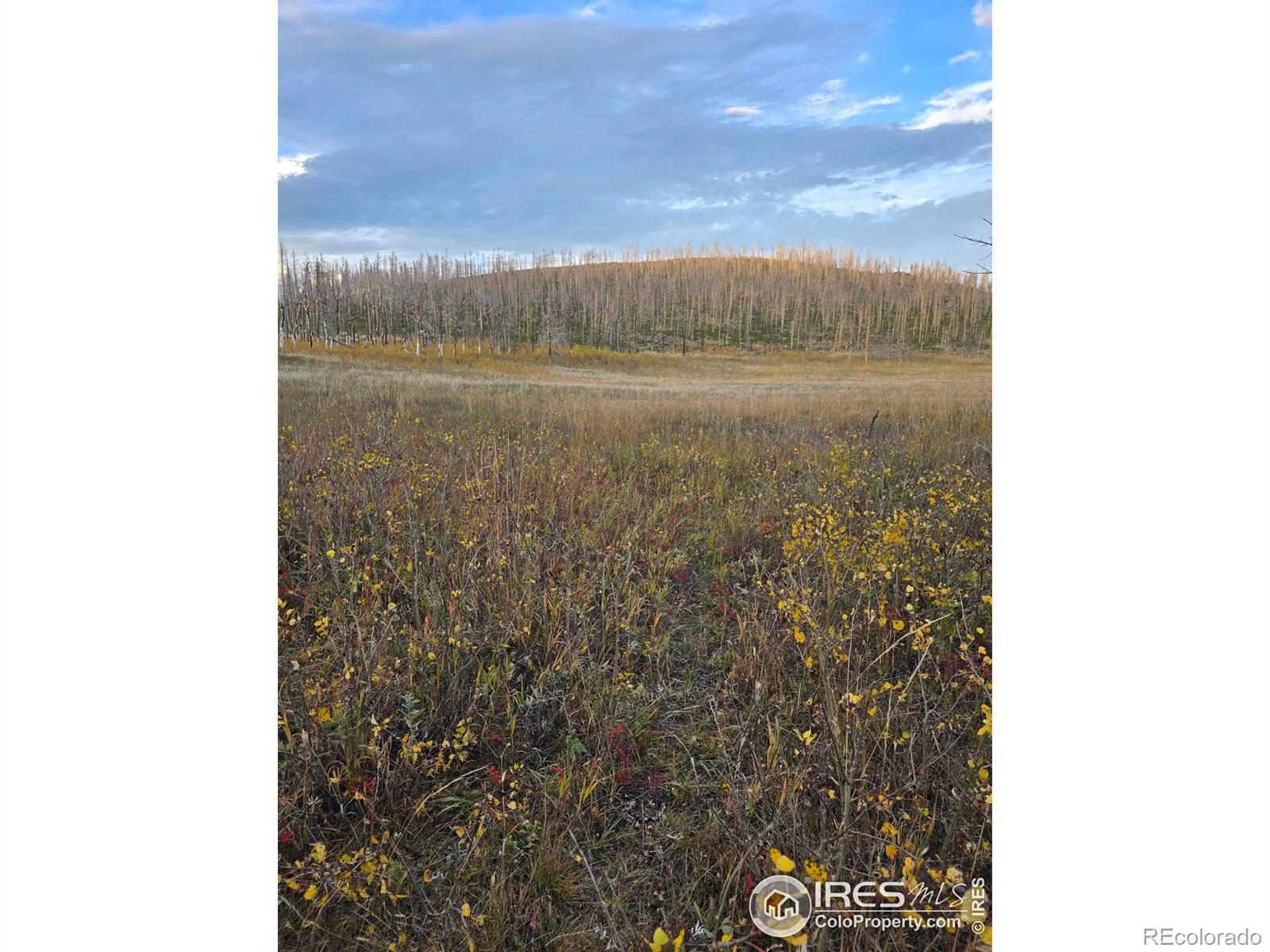 75 Sheep Horn Court Bellvue CO 80512