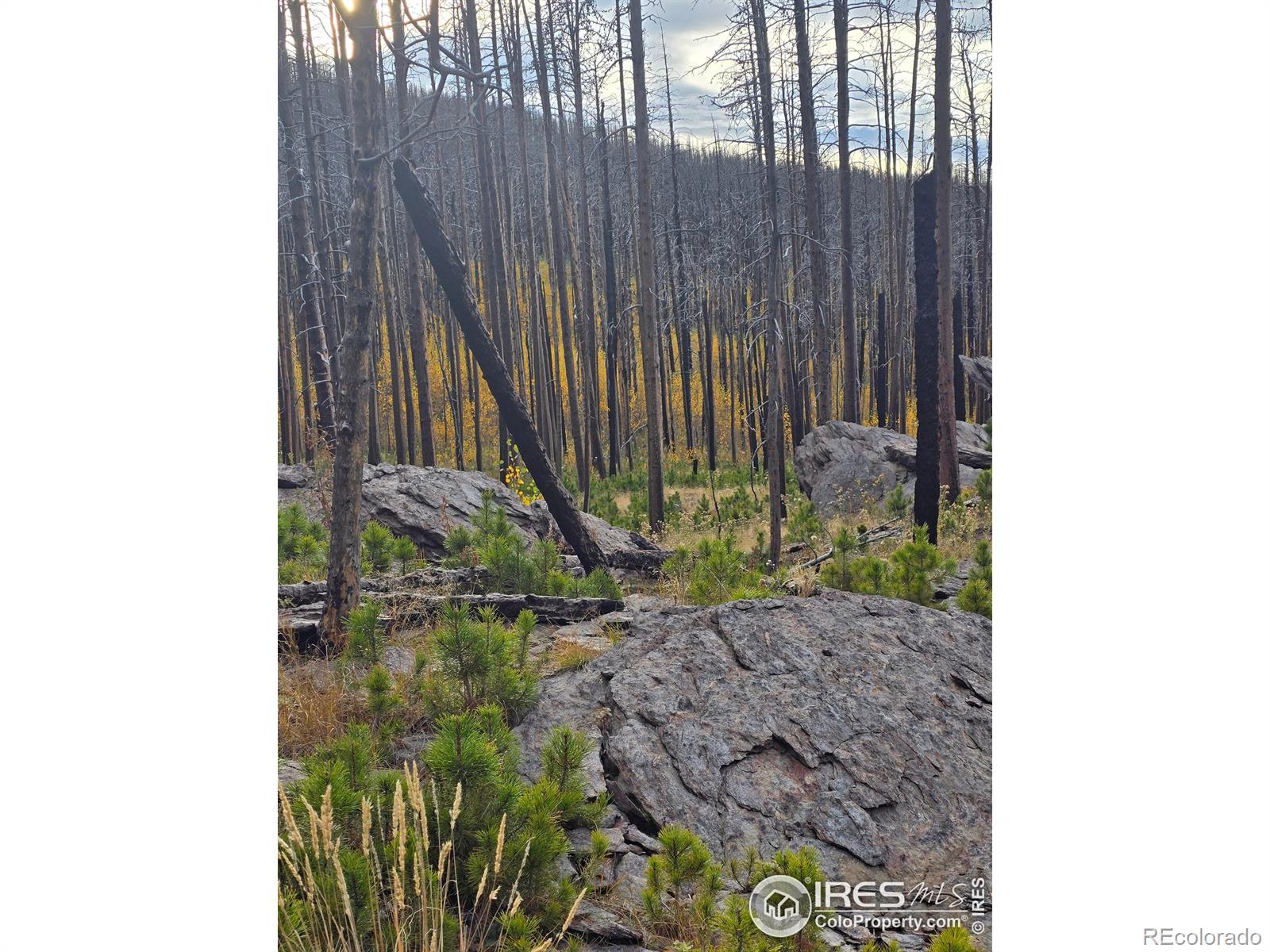 75 Sheep Horn Court Bellvue CO 80512