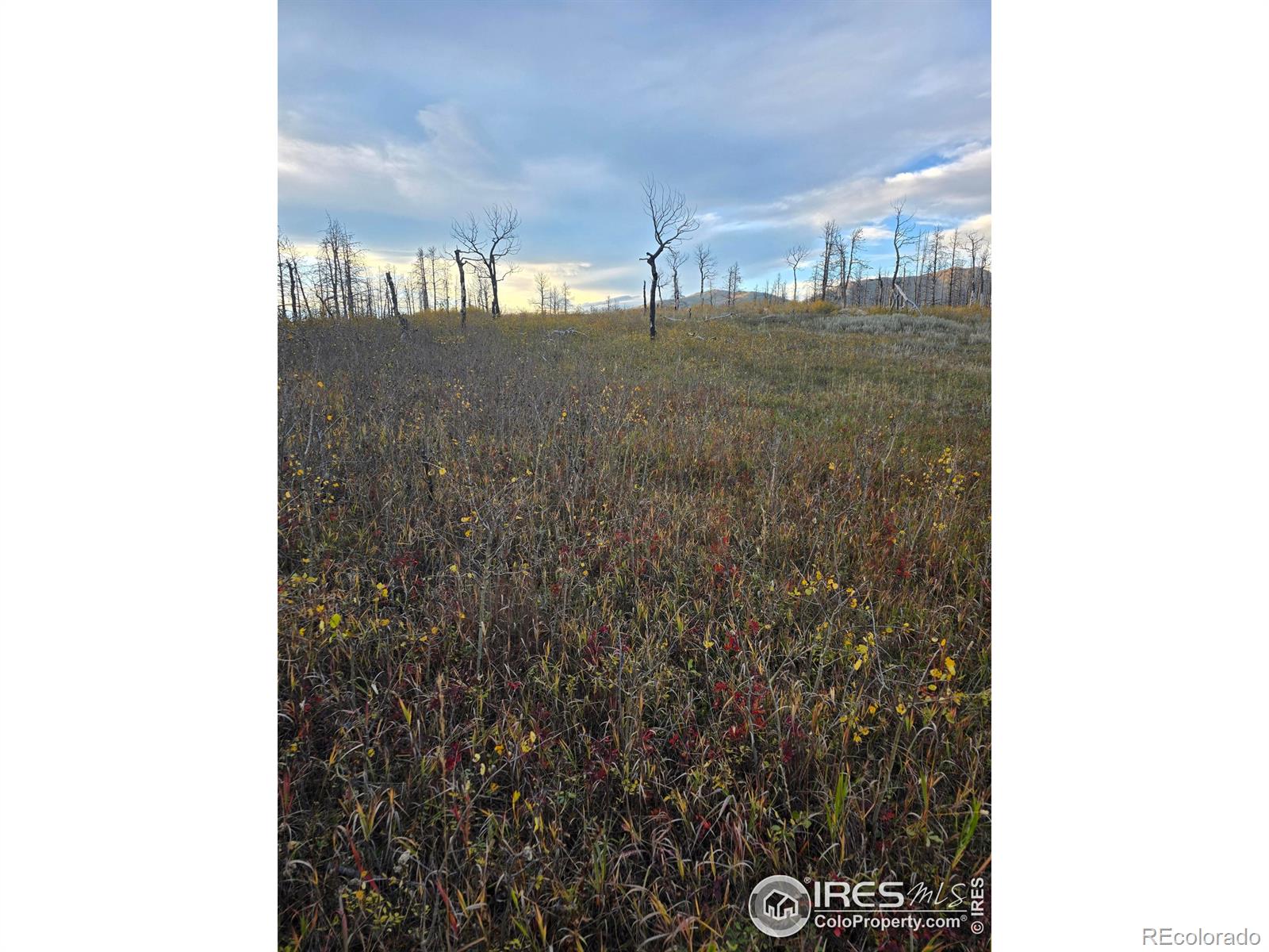 75 Sheep Horn Court Bellvue CO 80512
