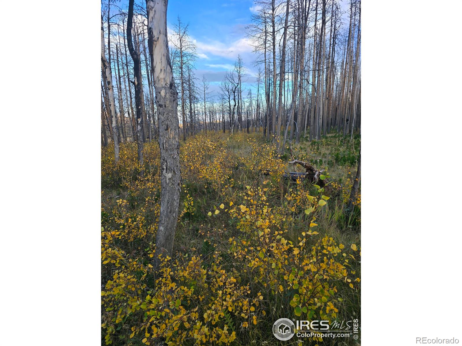 75 Sheep Horn Court Bellvue CO 80512