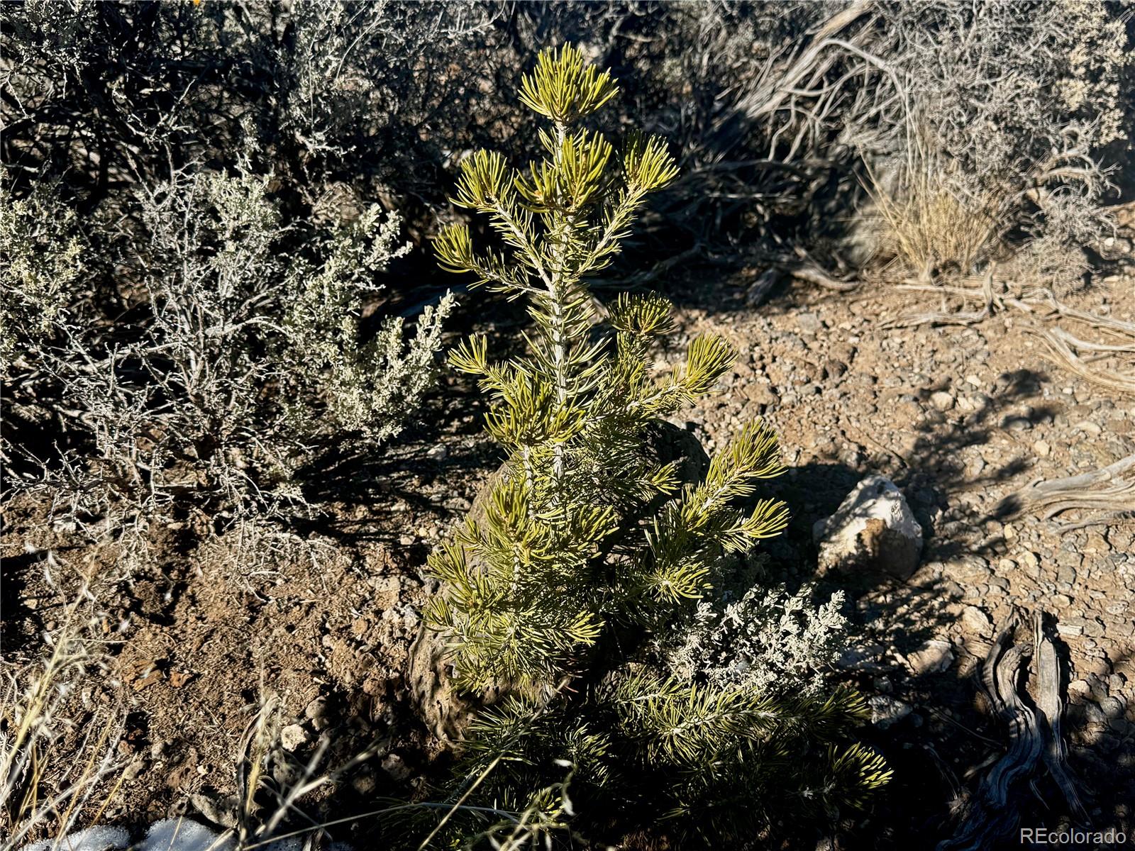 Lot 17 Largo Vista San Luis CO 81152