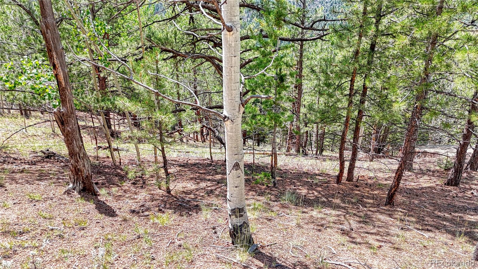 24 Wild Horse Circle Cripple Creek CO 80813
