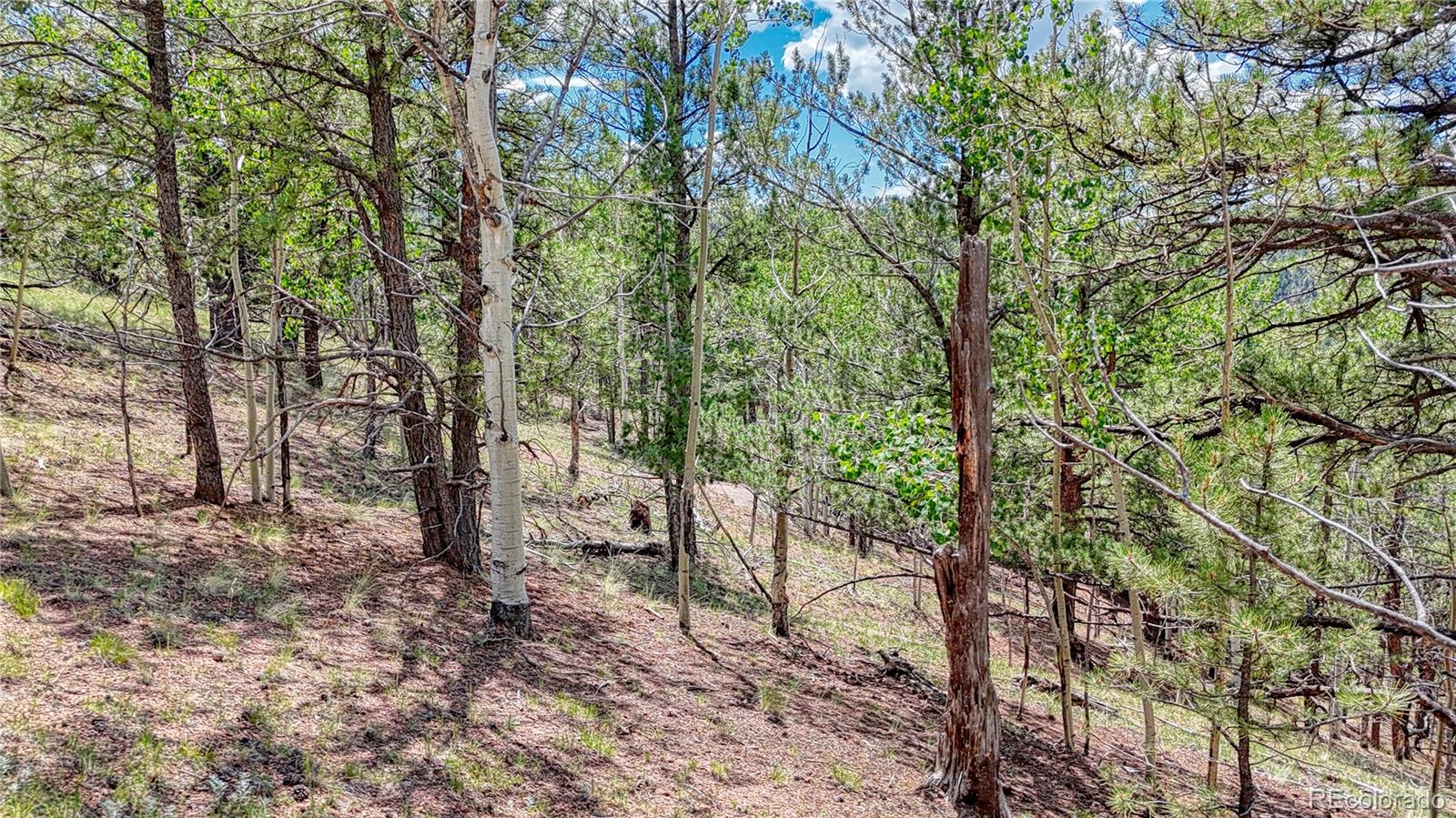 24 Wild Horse Circle Cripple Creek CO 80813