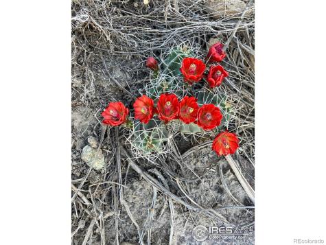 0 Cr-15 South Fork CO 81154