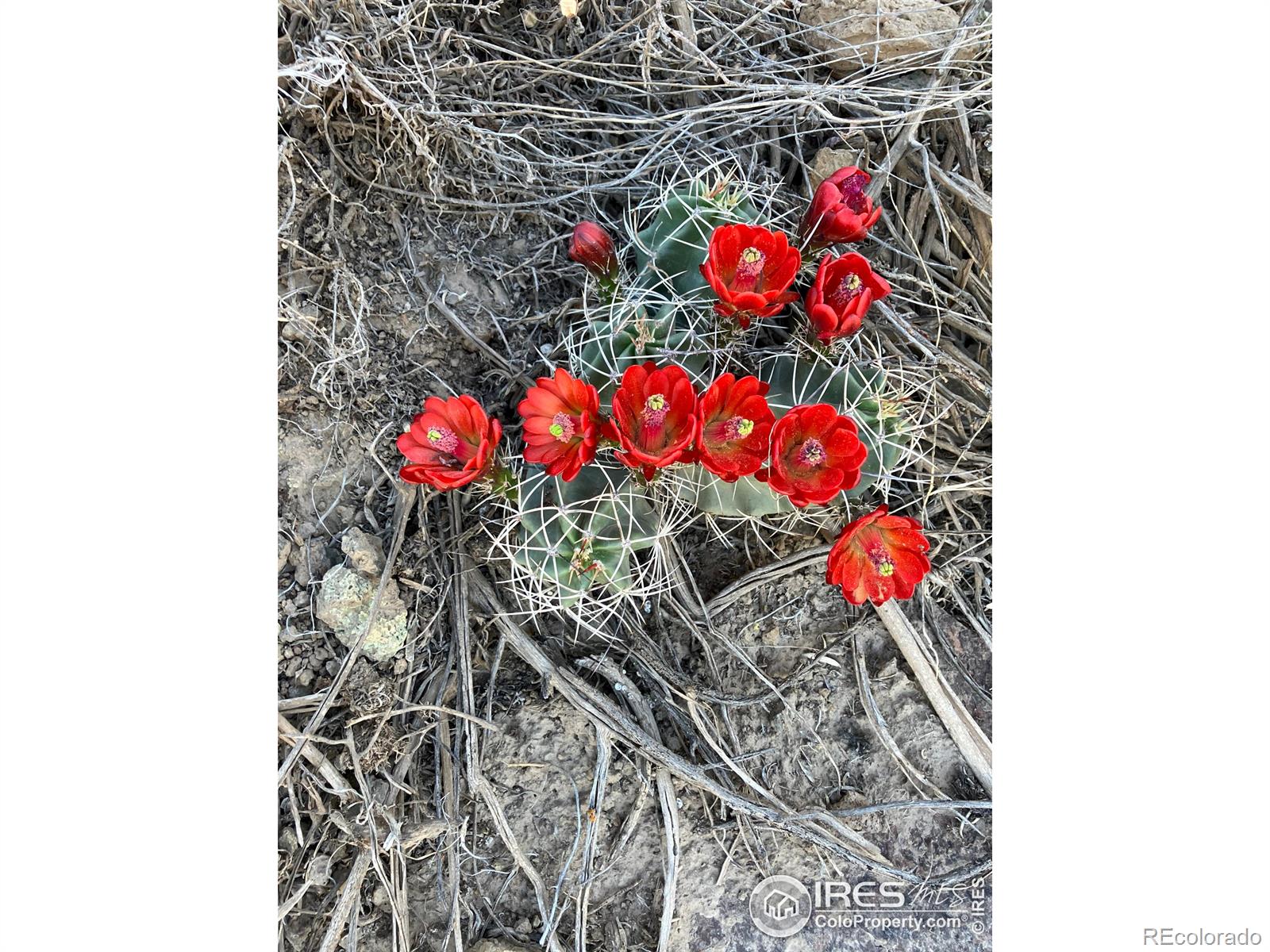 0 Cr-15 South Fork CO 81154