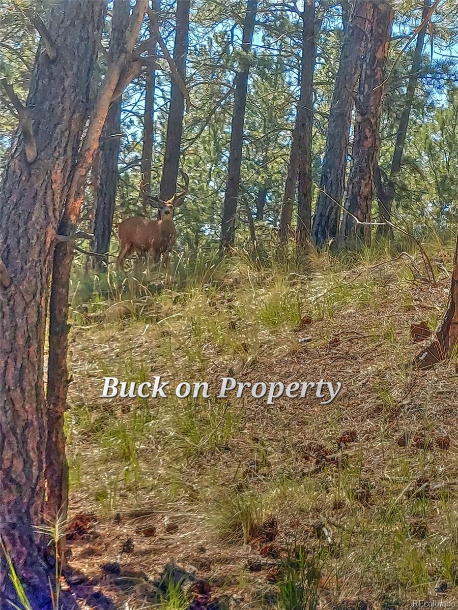 796 N Matterhorn Circle Westcliffe CO 81252