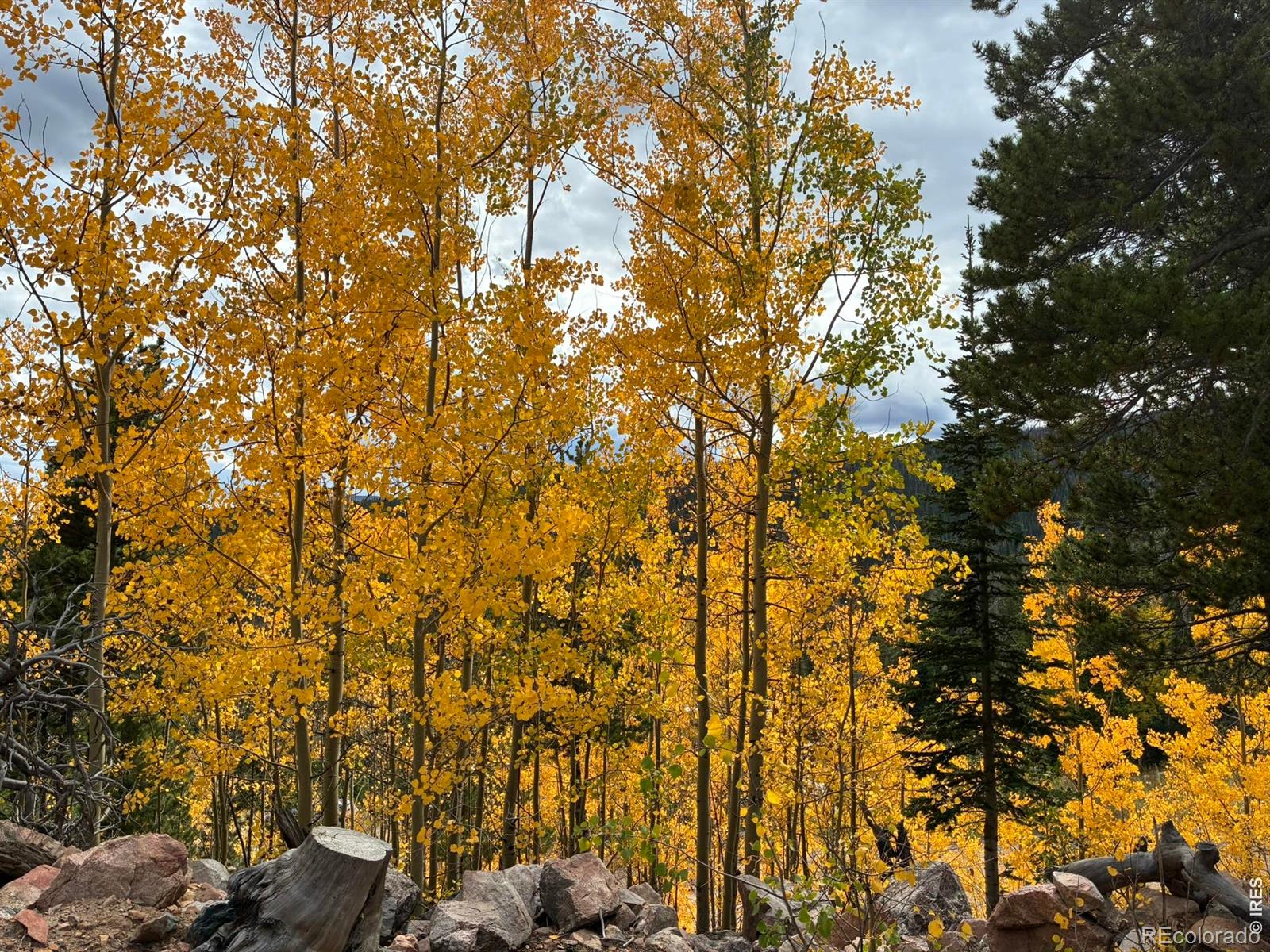 540 Elkridge Road Red Feather Lakes CO 80545