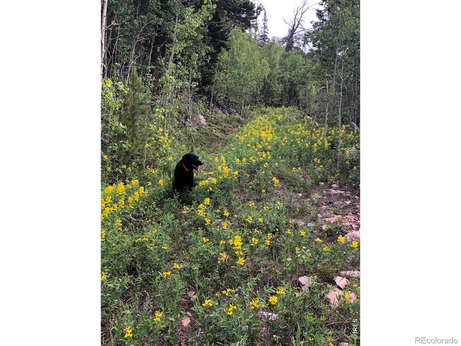 540 Elkridge Road Red Feather Lakes CO 80545
