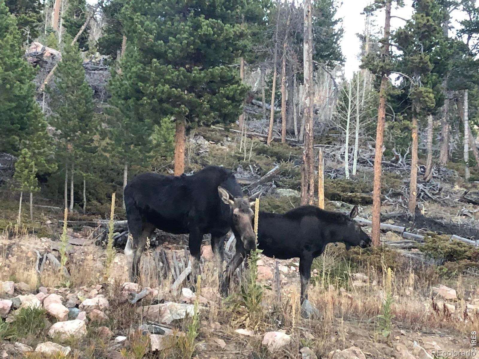 540 Elkridge Road Red Feather Lakes CO 80545