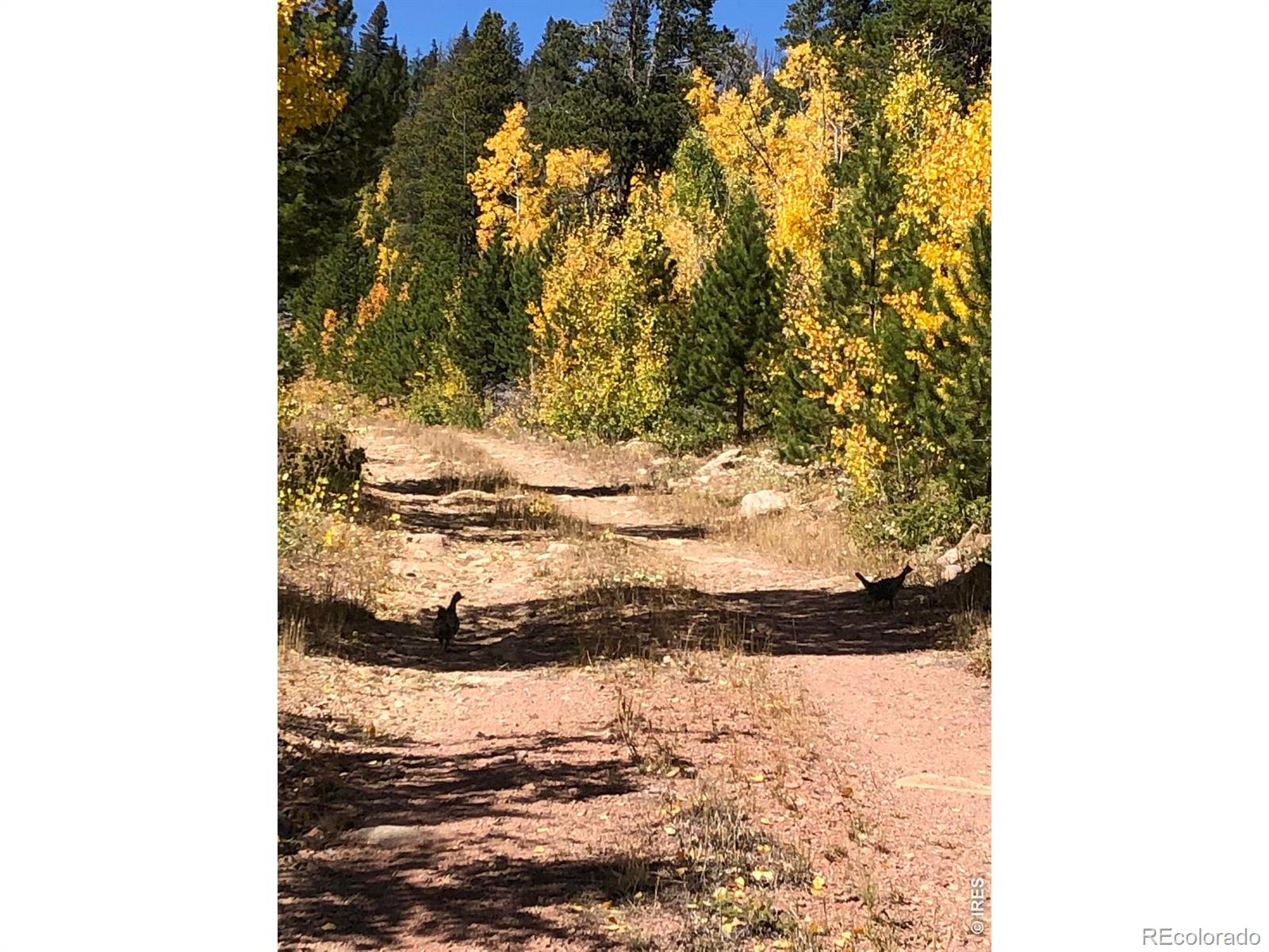 540 Elkridge Road Red Feather Lakes CO 80545
